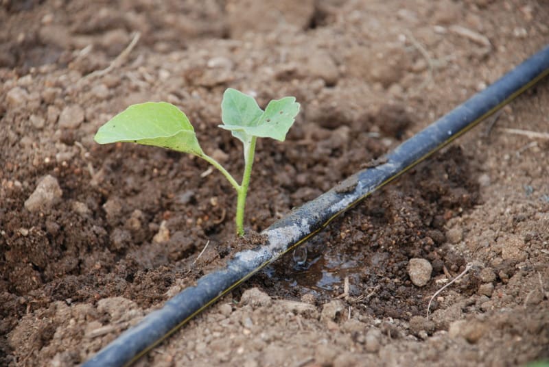 Drip irrigation Forster Irrigation